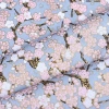 Japanese-style simple cherry blossom floral fabric, all-cotton gold-embossed printed clothing and home textiles, DIY handcrafted gold powder fabric, Japanese-style bags and clothing, handcrafted patchwork fabric Specification image